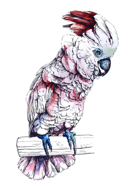 Parrot Cockatoo Moluccan. - ベクター画像