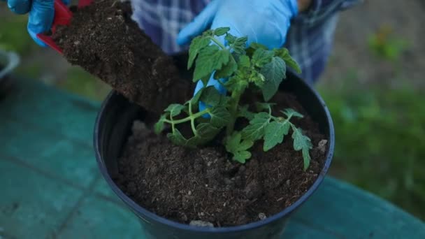 鍋にトマトの苗を植えています. プラスチック容器のトマトの苗. 小さなトマトの苗木。 窓の上で野菜を育てている. 農業準備春の仕事について. 高品質のフルHD - 映像、動画
