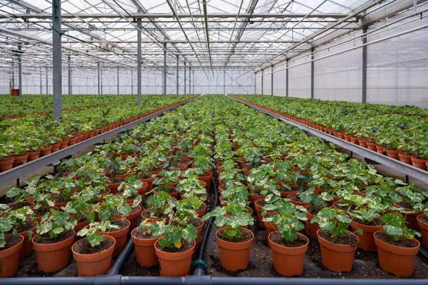 Young plants of tropaeolum garden nasturtium in Dutch greenhouse, cultivation of eatable plants and flowers, decoration for exclusive dishes in premium gourmet restaurants - Photo, Image