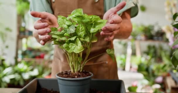 Kisvállalkozó, aki egy buja üzemet kezel. Egy elkötelezett kertész bőrkötényben egy élénk zöld növényt tart, bemutatva a beltéri kertészkedés iránti szeretetét egy jól karbantartott üvegházban. - Felvétel, videó