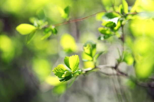 Fresh spring leaves on branch, close up - Foto, Imagen