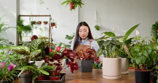 A meticulous young Asian gardener waters colorful indoor plants within a sunlit greenhouse, surrounded by an array of vibrant flora. Gardener Caring for Indoor Plants, Lush Greenhouse Setting. - Footage, Video