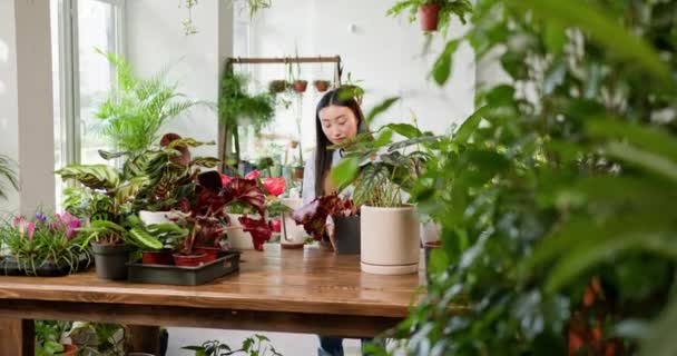 Blossoming Craft: Serene Korean Girl Nurturing Potted Flowers in a Workshop or Home, Gracefully Watering Each Bloom with a Delicate Watering Can. Gardener Caring for Indoor Plants, Greenhouse Setting. - Footage, Video