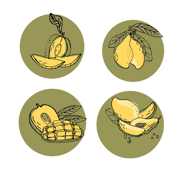 Fruto de mango dibujado a mano en ilustración del arte del boceto. Ilustración vectorial de frutas tropicales para un mango saludable. Pintura de tinta de estilo vintage. - Vector, imagen