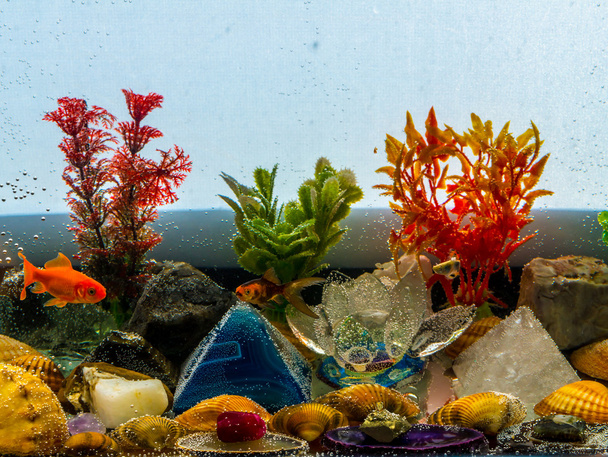 Aquarium - Photo, Image