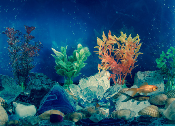 Aquarium - Foto, afbeelding