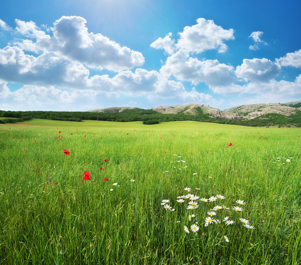 Green meadow - Photo, Image
