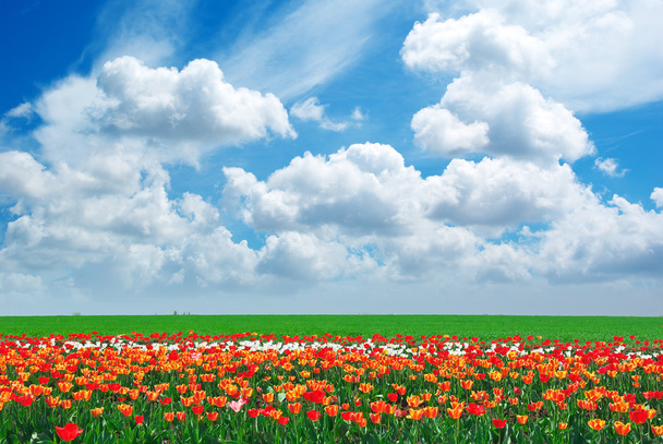 rét, tulipán - Fotó, kép