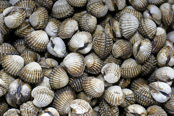 Um fundo de conchas frescas para venda em um mercado - Foto, Imagem