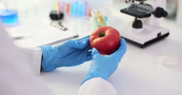 Analiza pomidorów do kontroli jakości i certyfikacji jakości pomidorów. Wskaźniki oceny i jakości warzyw pomidorowych - Materiał filmowy, wideo