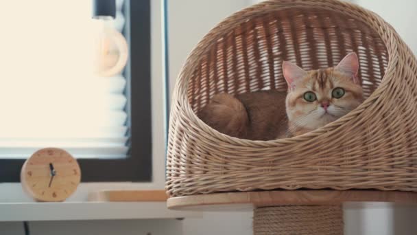 concepto de cuidado de mascotas con gato británico dormir en casa del gato - Metraje, vídeo