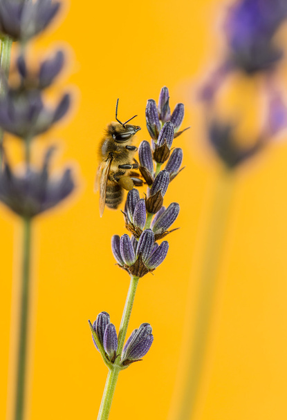 Honigbienen auf der Futtersuche auf einem Lavander vor einem orangefarbenen Hintergrund - Foto, Bild