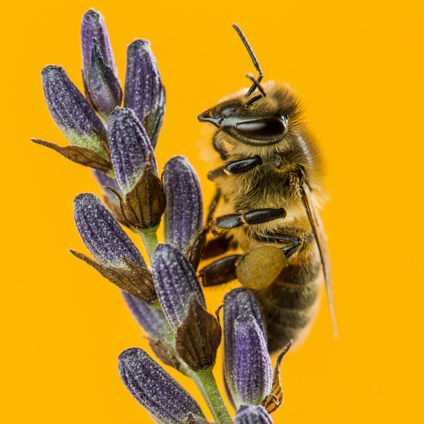 Медовая пчела, кормящаяся на лаванде перед апельсиновой спинкой
 - Фото, изображение