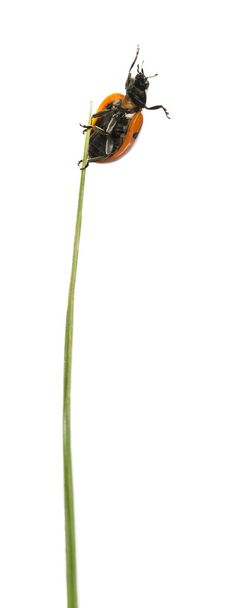 joaninha em uma lâmina de grama na frente de um fundo branco
 - Foto, Imagem