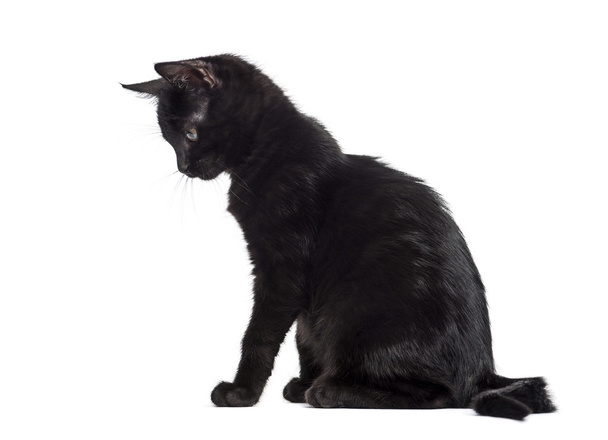 Черный котенок, смотрящий вниз на белом фоне
 - Фото, изображение