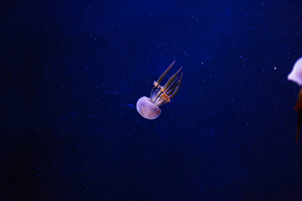 underwater photos of jellyfish Rhopilema esculentum, Flame jellyfish close-up - Photo, Image