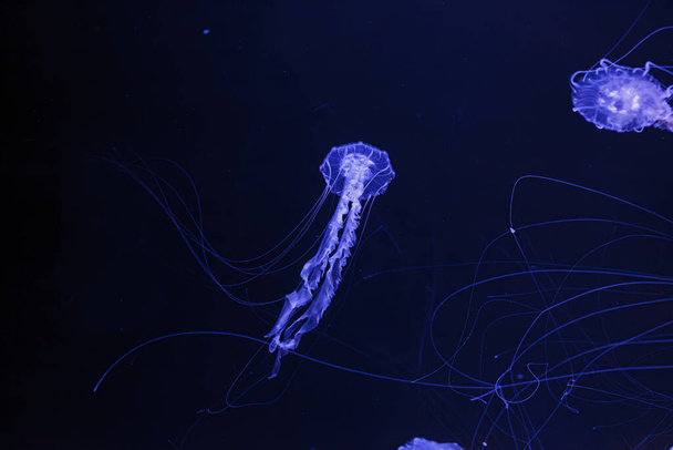 підводні фото медузної хрисори медуз чорноморської кропиви крупним планом - Фото, зображення