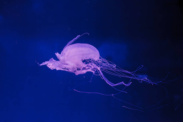 fotos submarinas de medusas chrysaora quinquecirrha medusas la ortiga atlántica primer plano - Foto, imagen
