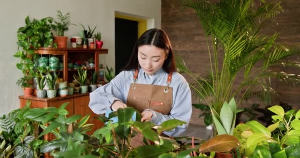 Jeune jardinier asiatique s'occupant tendrement des plantes d'intérieur dans une petite boutique de fleurs urbaine. Une image capturant une entrepreneure passionnée par les plantes d'intérieur dans sa petite serre urbaine - Séquence, vidéo