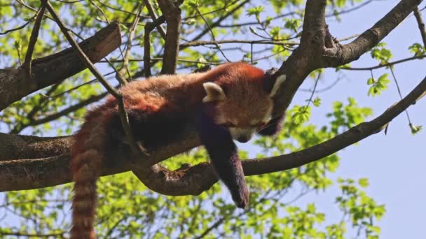 De rode panda, Ailurus fulgens, ook wel de mindere panda genoemd en de rode kattenbeer zittend op een boom - Video