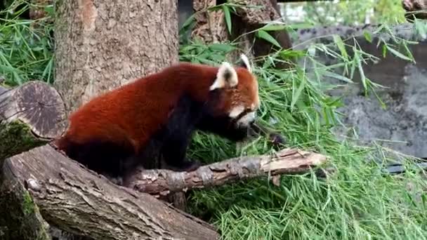 Το κόκκινο πάντα, Ailurus fulgens, που ονομάζεται επίσης το μικρότερο πάντα και η κόκκινη γάτα-αρκούδα κάθεται σε ένα δέντρο - Πλάνα, βίντεο