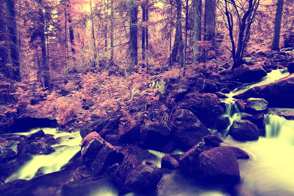 Kızılötesi filtre uygulanmış orman - Fotoğraf, Görsel
