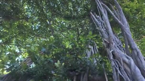 Kořeny velkého banyanu v srdci Bangkoku. Banyan strom je trvalý strom. který je velký To je považováno za odstín stromu. a má v sobě eleganci. Chraňte životní prostředí - Záběry, video