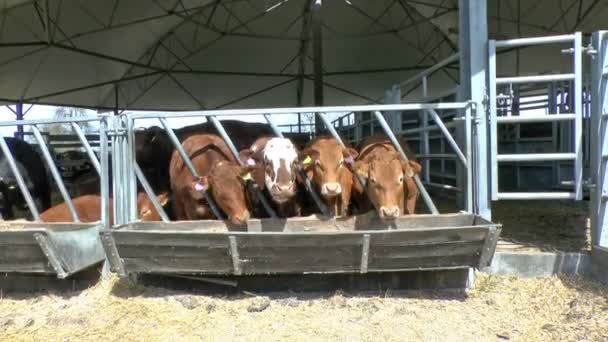 Rinderfütterung - Filmmaterial, Video