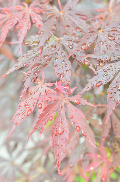 Vörös levelek japán juhar (Acer japonicum) egy elmosódott háttér a parkban csepp reggeli harmat - Fotó, kép