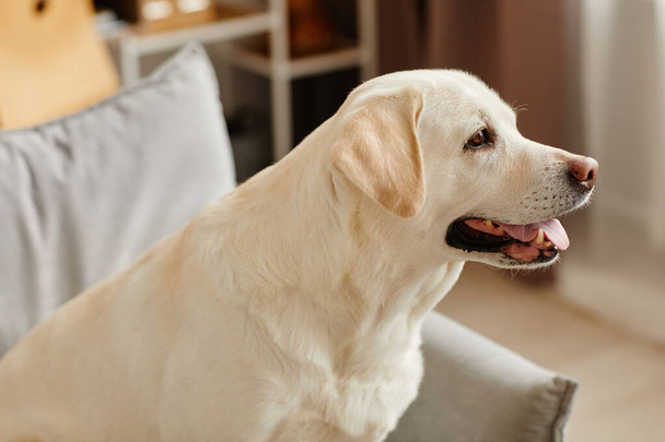 リビングルームにソファーに座っている大きな白いラブラドール犬の側面の肖像画 - 写真・画像