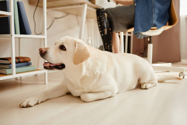 Pełna długość portret białego psa labradora leżącego na podłodze czekającego przy miejscu pracy - Zdjęcie, obraz