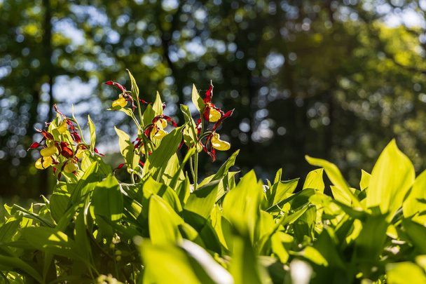 Terlik Orkidesi - Cypripedium kalseolus güzel sarı çiçek yeşil arka planda güzel bokeh ile. Vahşi foto.. - Fotoğraf, Görsel