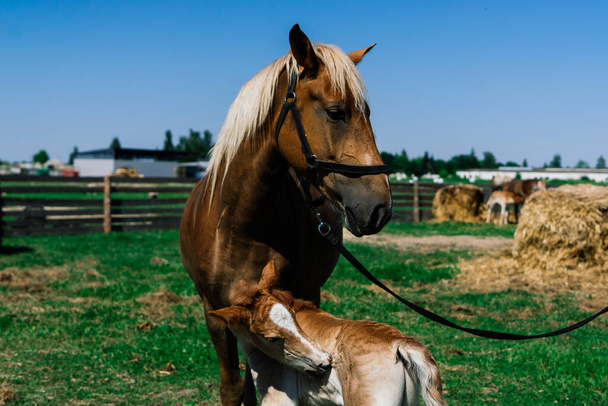 Brown Horse and Her Foal in Green Field of Grass. Plan horizontal - Photo, image