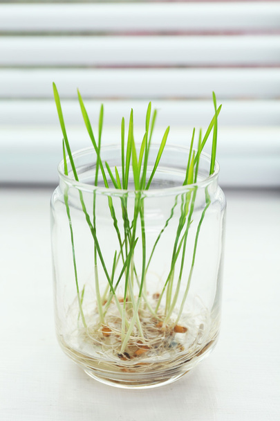 Sprouted grains in glass vase on windowsill background - Valokuva, kuva