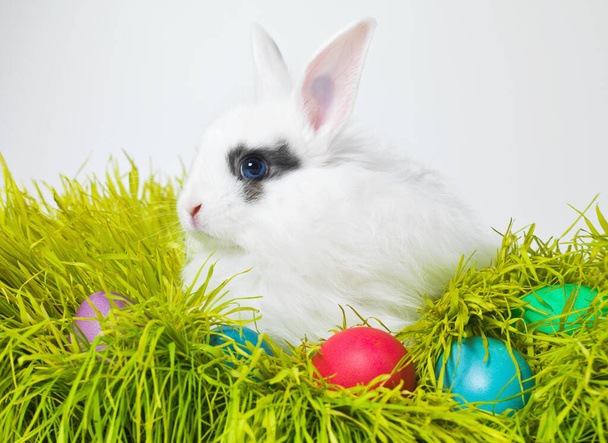 Wielkanoc, jajka i króliczek na trawniku w studio na świętowanie, zielona zabawa i kreatywna farba. Kultura, tradycja i królik z czekoladą, kolorem i polowaniem w Wielki Piątek, uroczyste wydarzenie lub święto chrześcijańskie. - Zdjęcie, obraz