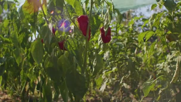Red bell peppers hanging on plant with sunlight flare. Fresh produce and organic farming concept. Design for agricultural banner, health food poster. - Footage, Video