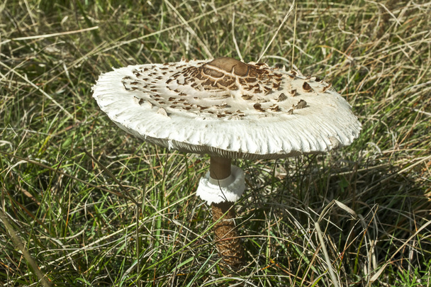 Parasol Mushroom - Photo, Image