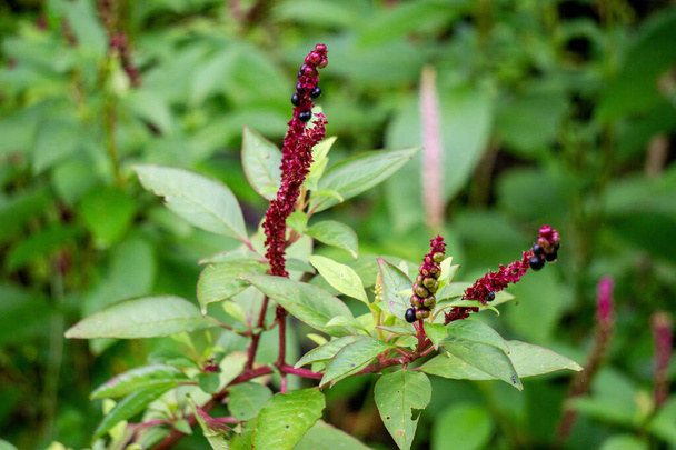 Phytolacca icosandra (button pokeweed, tropical pokeweed, twenty stamens, bayam hutan). It is used to treat unspecified medicinal disorders, as a poison and a medicine and for food. - Photo, Image