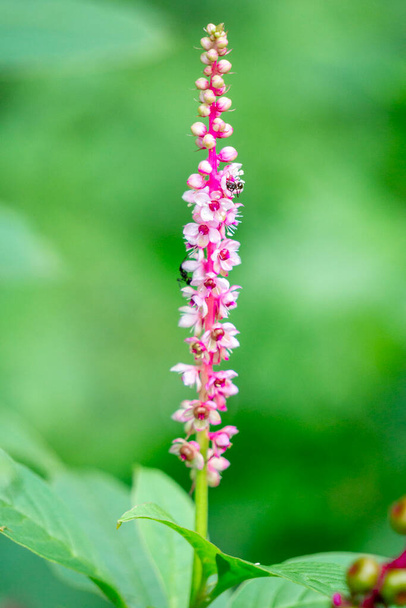 Phytolacca icosandra (button pokeweed, tropical pokeweed, twenty stamens, bayam hutan). It is used to treat unspecified medicinal disorders, as a poison and a medicine and for food. - Photo, Image