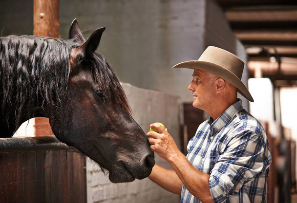 Pferd, Hof und Ranch mit erwachsenem Mann im Stall oder im Stall für Arbeit in der Landwirtschaft oder Nachhaltigkeit. Cowboy, Texaner oder Western- und Viehzüchter füttern Hengst mit Apfel zum Pferdetraining. - Foto, Bild