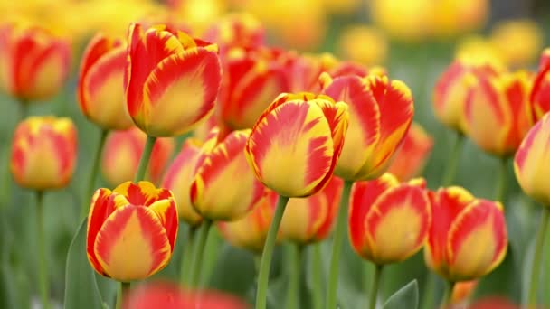 Schöne Tulpe im Frühling - Filmmaterial, Video