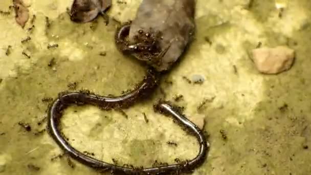 Muurahaisparvi hyökkäsi sokean käärmeen kimppuun metsässä. Todista luonnon raaka voima fasaanimuurahaisten pesäkkeenä puolustaa voimakkaasti aluettaan tunkeilevalta brahminy-sokealta käärmeeltä (Indomiably braminus). - Materiaali, video