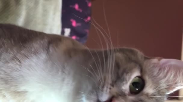 een gestreepte grijze kat eet van een bruine keramische plaat tegen hij eet met plezier, likt zijn lippen, steekt zijn hoofd op en kijkt in het frame. Hij staat aan de rechterkant van het scherm. Hoge kwaliteit 4k beeldmateriaal - Video