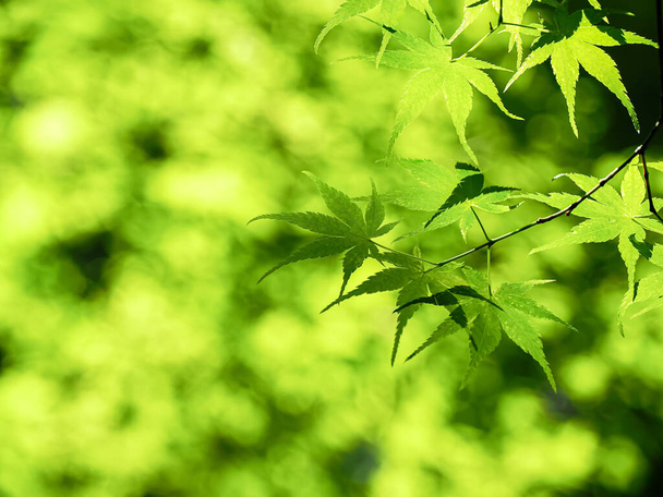 Čerstvé zelené listy a pozadí - Fotografie, Obrázek