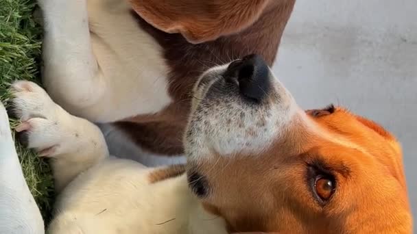 Der Jack Russell Terrier ist eine Rasse von Jagdhunden, weiß mit schwarzen, braunen oder orangen Flecken. Junge und Mädchen ruhen sich aus. Hochwertiges 4k Filmmaterial - Filmmaterial, Video