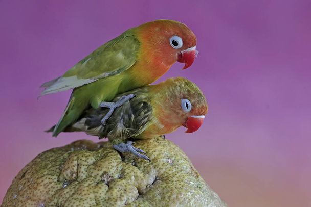 Um par de pombinhos está descansando em uma fruta pomelo. Este pássaro que é usado como um símbolo do amor verdadeiro tem o nome científico Agapornis fischeri. - Foto, Imagem