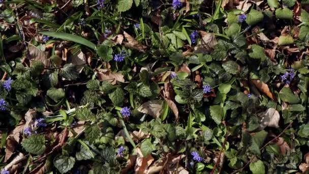 Beautiful purple and blue scillas. Beautiful meadow with spring primroses. Dry fallen leaves. Green moss. - 映像、動画