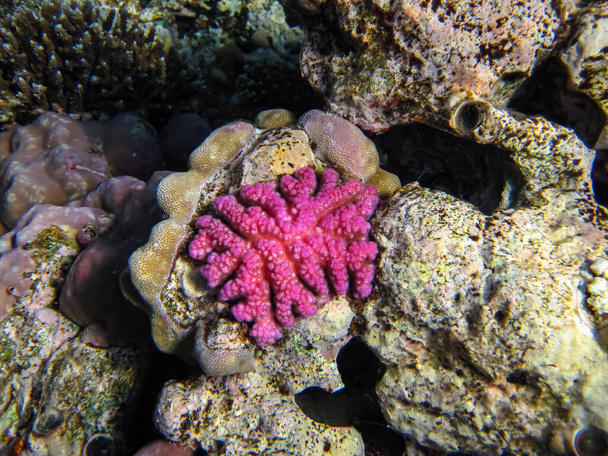 Beautiful corals in the coral reef of the Red Sea. Colored corals. Undersea world. - Photo, Image