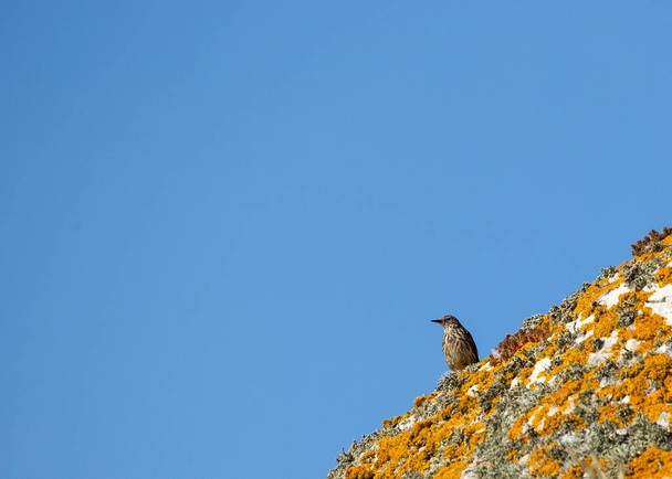 Uzun bacaklı narin kahverengi kuş, sık sık İrlanda Gözü 'nün kayalık kıyılarında böcek avlar..  - Fotoğraf, Görsel