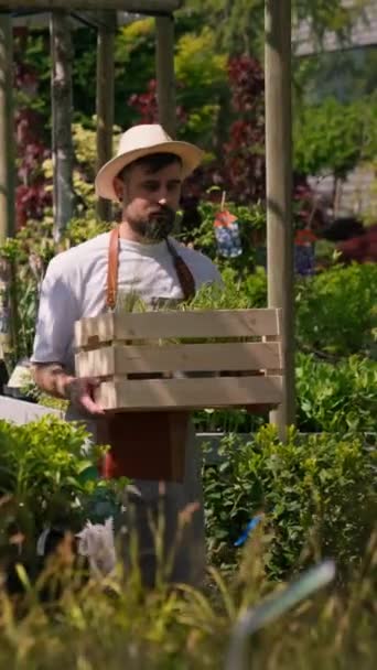 Genç yakışıklı çiftçi güneş ışığı tarlalarındaki tarla bahçesinde bir kutu bitki tutuyor ve sakince yürüyor. Erkek işçi sera boyunca bitkilerle dolu kutu taşıyor. - Video, Çekim